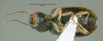 Media type: image;   Entomology 614557 Aspect: habitus ventral view